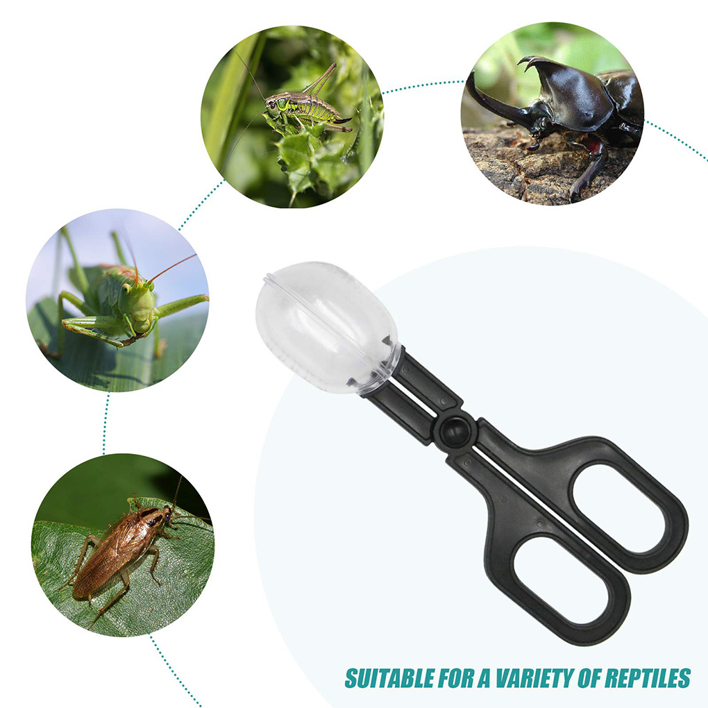 Draagbare Transparante Insect  - Aquarium Fish For Beginners recensie en prijs