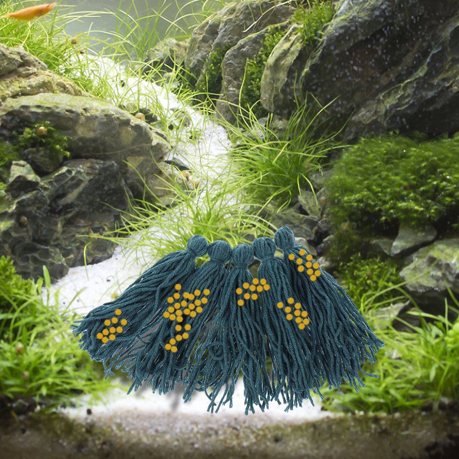 5 Stuks Broederij Paaien Mop P - Aquarium Fish For Beginners recensie en prijs